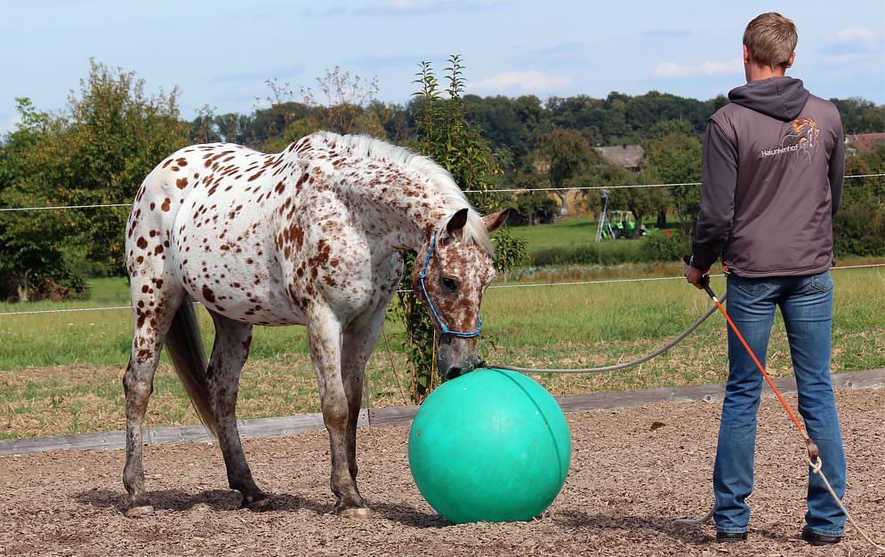 Ist dein Pferd ängstlich oder respektlos?