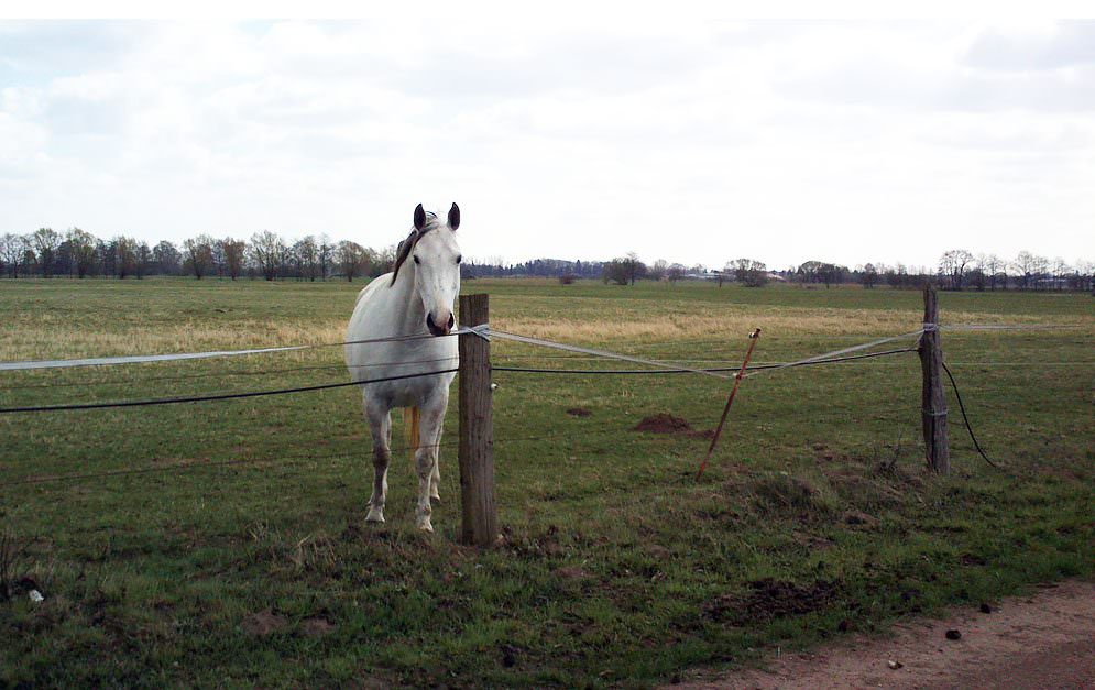 Pferdeweiden sollten spätestens im Frühjahr, bevor der Weideauftrieb beginnt, auf ihre Tauglichkeit überprüft werden.