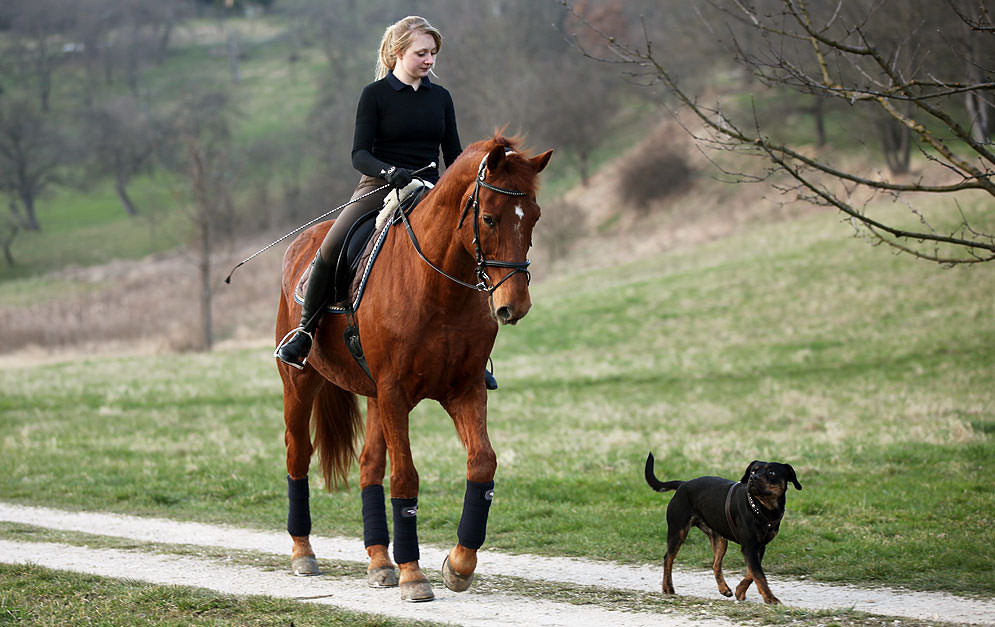 Horse and Dog Unterschiede zwischen Pferd und Hund PferdeMagazin