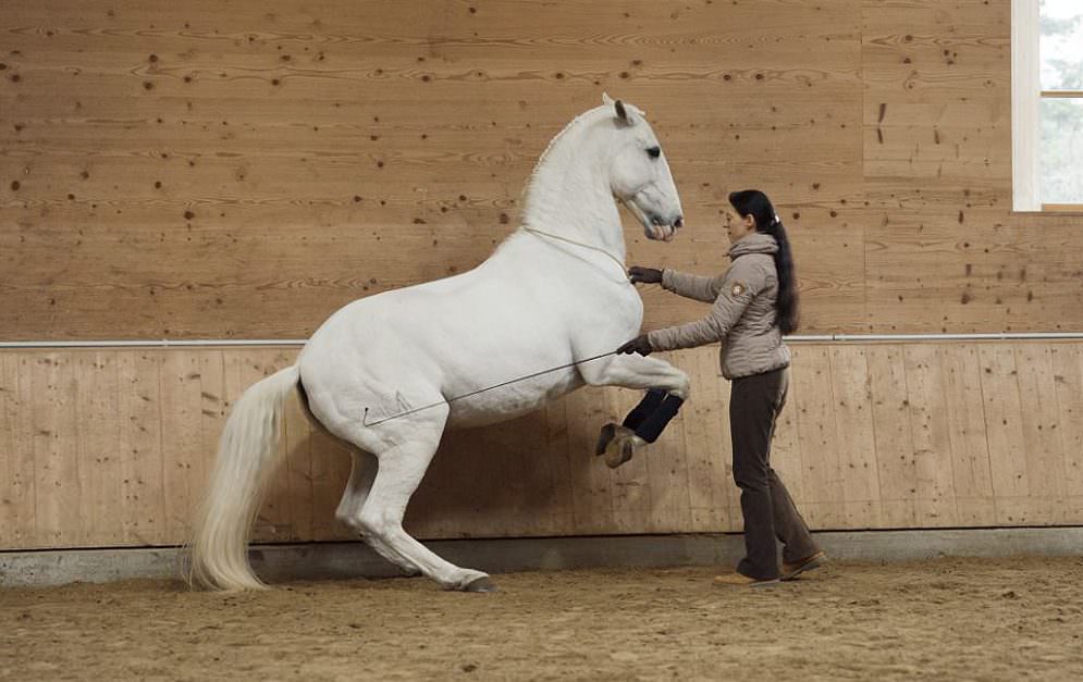 Anja Beran steht für die Klassische Reitkunst ein und bildet alle ihre Pferde behutsam und nach System aus.