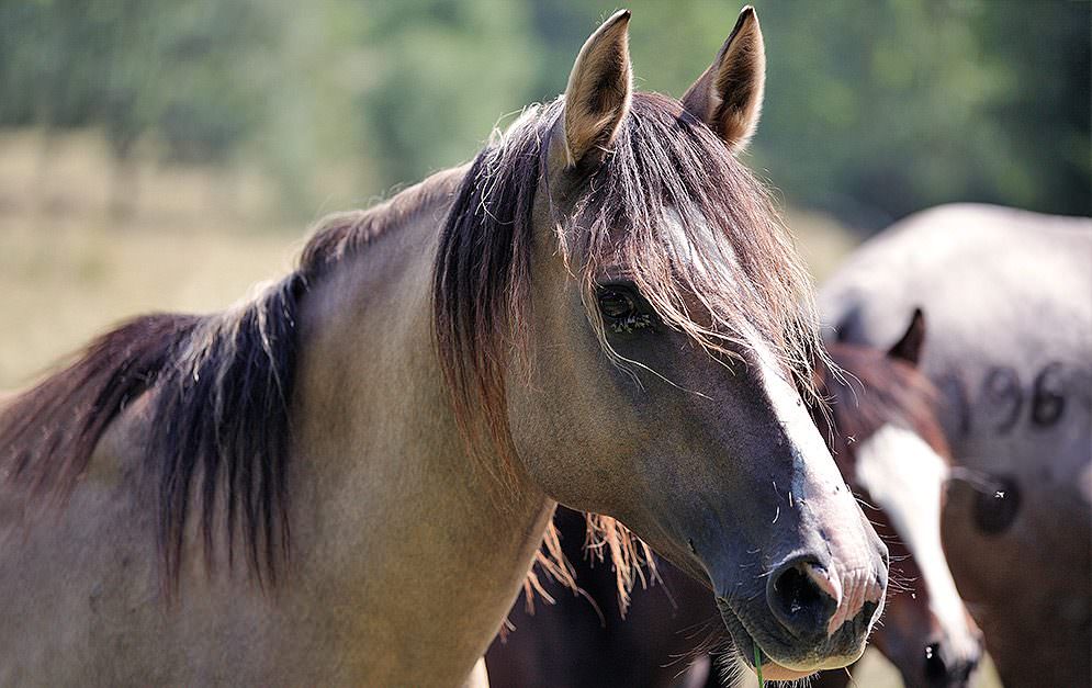 Lungenerweiterung/Remodelling - Atemwegserkrankungen beim Pferd