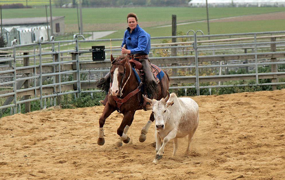 Aufgewirbelter Sandboden, Rinder, rasanter Galopp und spontane Stopps – das ist Working Cowhorse.