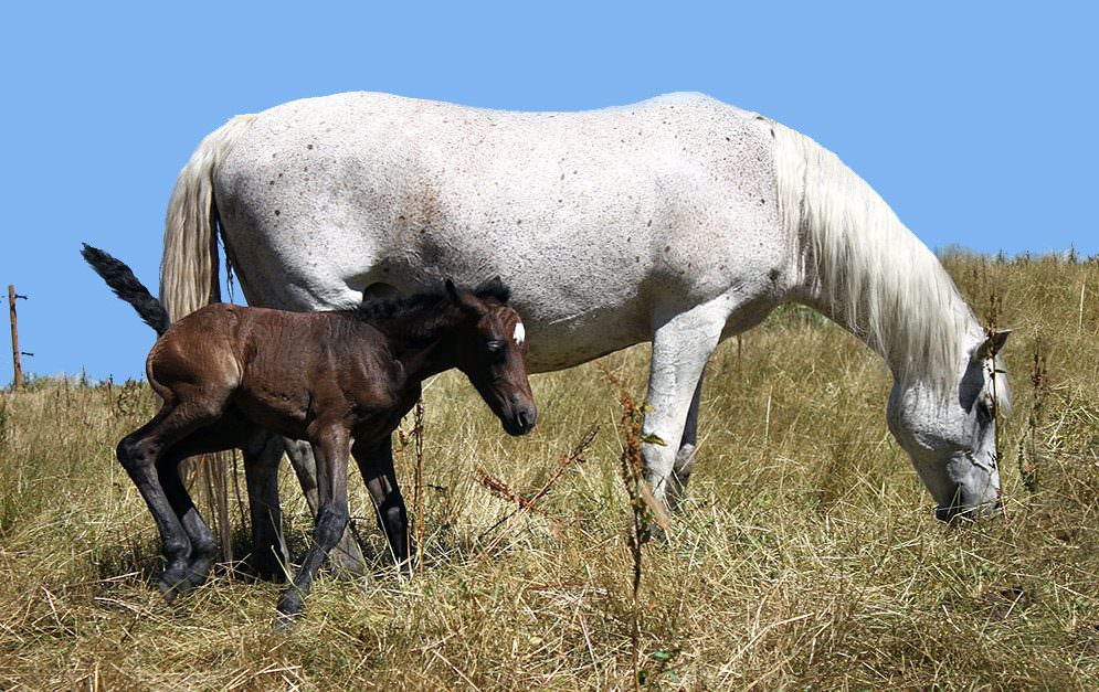 Pferdemütter sind während der Geburt entspannt - Studie