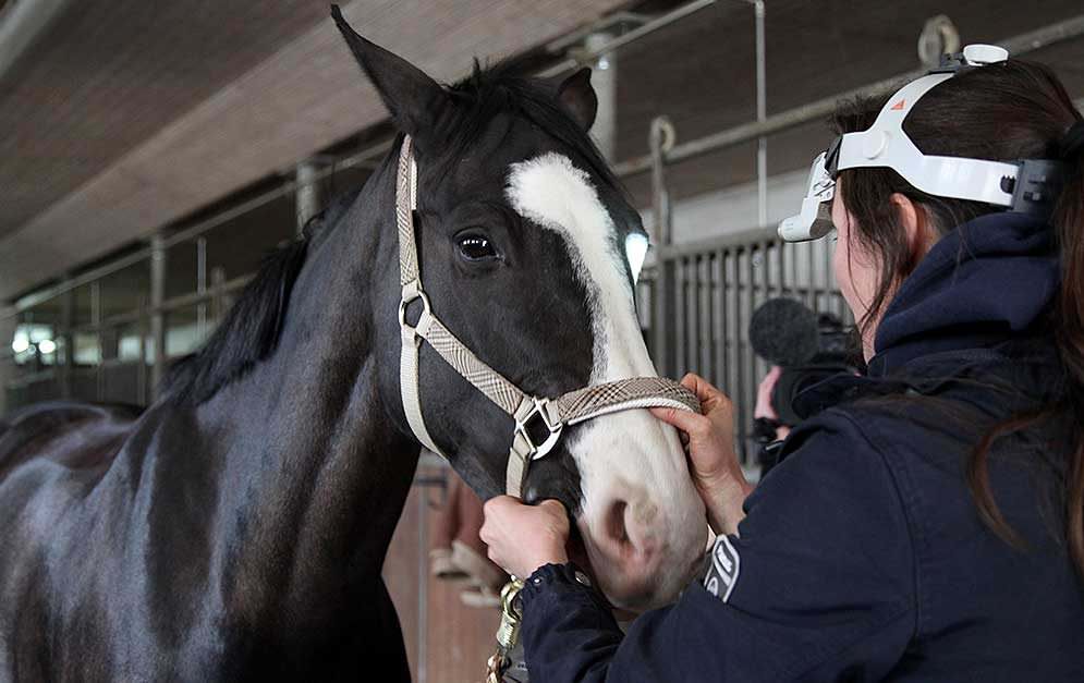 Warum ein Gesundheitscheck von Pferden so wichtig ist und wie er abläuft, erklärt uns unsere Tierärztin und lässt uns mit der Kamera eine AKU begleiten.