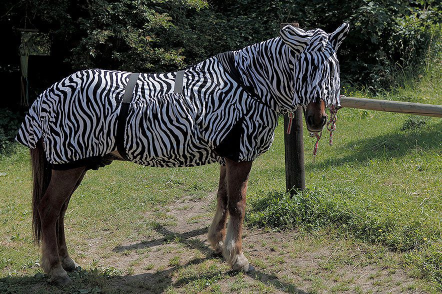 HKM Ekzemer Decke Zebra 