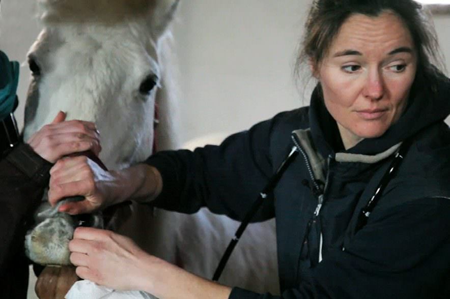 Bronchoskopie Pferd Kosten
