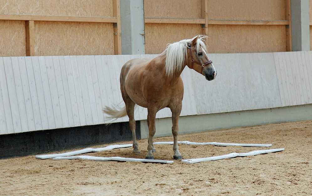 Der Equiplace ist ein Pausenraum für's Pferd.