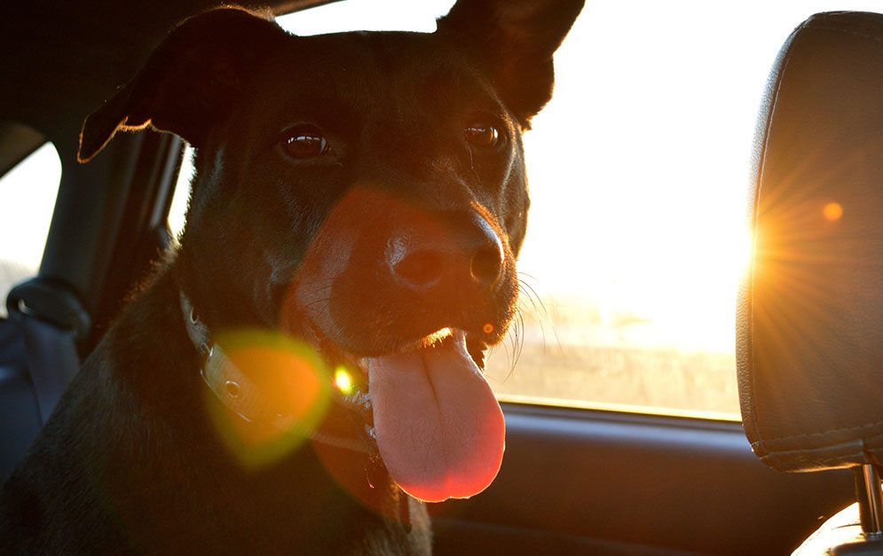 Hunde bleiben bei Hitze am besten Zuhause, denn gerade im Auto erhöht sich die Körpertemperatur extrem schnell.