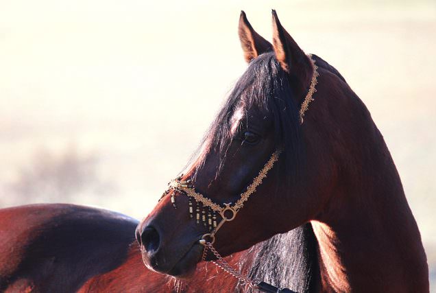 Der Vollblutaraber gehört zu den edelsten Pferderassen der Welt. Wir haben seine lange Zuchtgeschichte im Haupt- und Landgestüt Marbach kennengelernt.