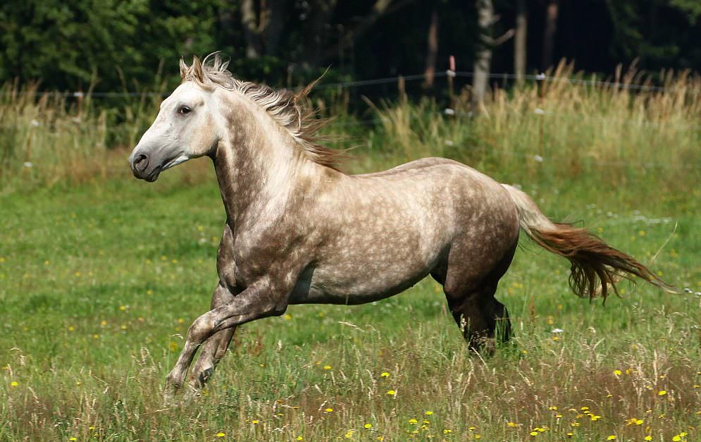Berber sind sehr menschenbezogene Pferde mit einem ausgeglichenen Charakter. Sie haben starke Nerven, sind sehr geländegängig und äußerst trittsicher. Im Herkunftsland der Berber, den zerklüfteten Gebirgsregionen Nordafrikas, hat über die Jahrtausende eine natürliche Selektion stattgefunden.