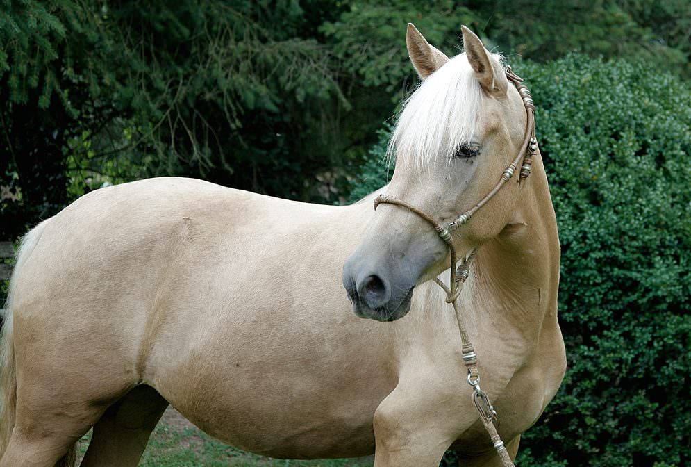 Der Paso Iberoamericano vereint in sich die Vorzüge zweier Pferderassen.