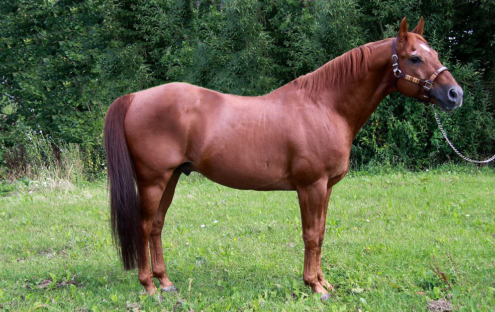 Das Quarter Horse ist weltweit die beliebteste Pferderasse und mit über 5,5 Millionen eingetragenen Pferden auch die größte.