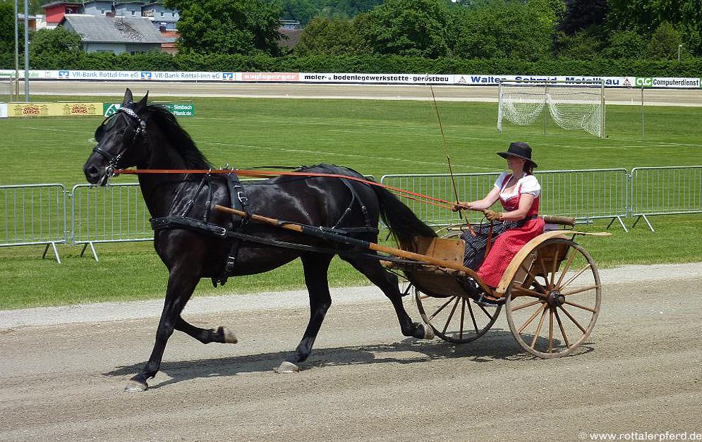 Das Rottaler Pferd ist ein schwereres Warmblut, das seinen Ursprung in Bayern hat.