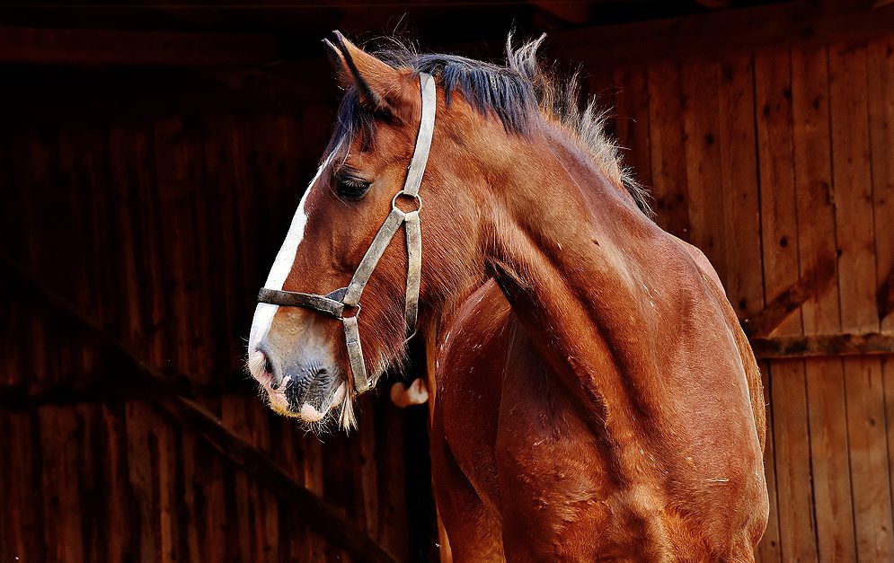 Die Pferderasse der etwas anderen Gewichtsklasse. Doch trotz ihrer Größe und Masse beweisen sich Shire Horse immer wieder auch als agile Reit- und Sportpferde.