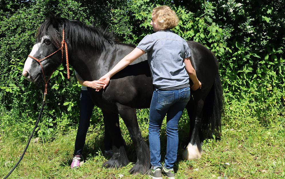 Heilströmen für Pferde: Körperströme und Sicherheitsenergieschlösser. © Tina von der Brüggen