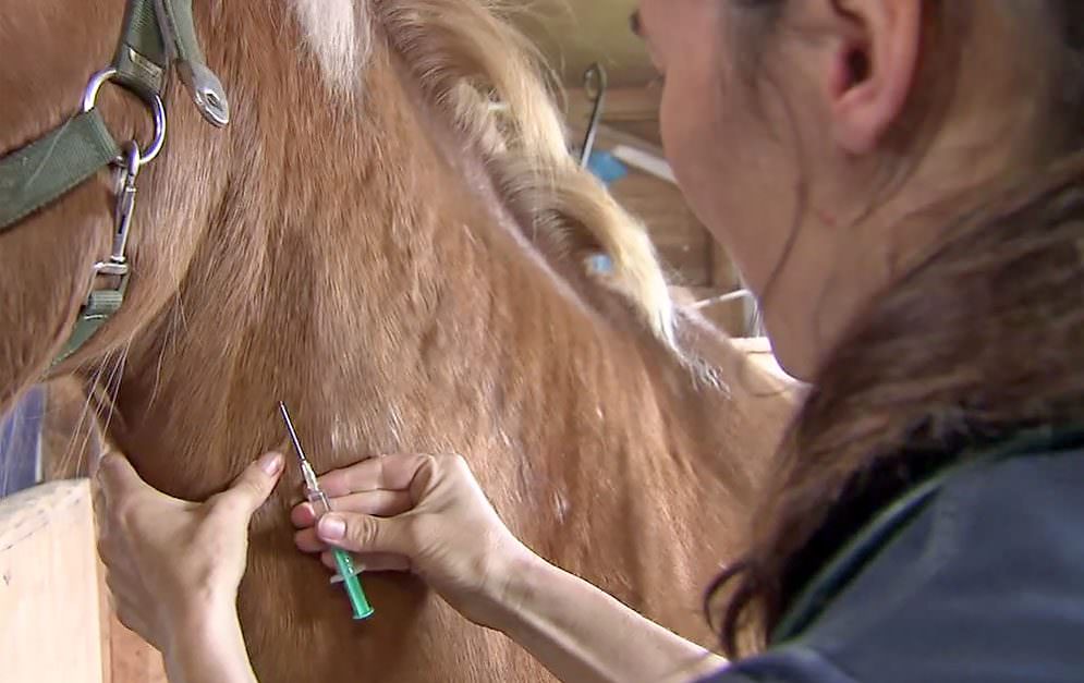 Impfungen bei Pferden - Allgemeines