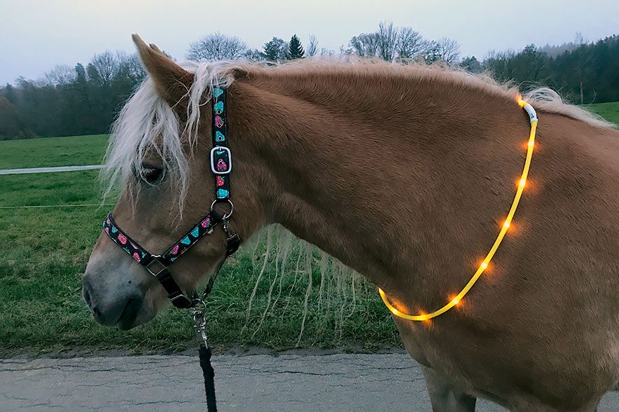 LED Leuchthalsring für’s Pferd - Be safe mit Loesdau