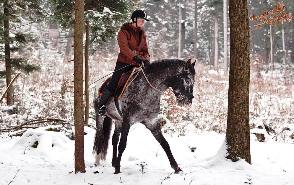 Dieses Training im Wald hilft die Balance- und Koordination von Pferden zu verbessern.