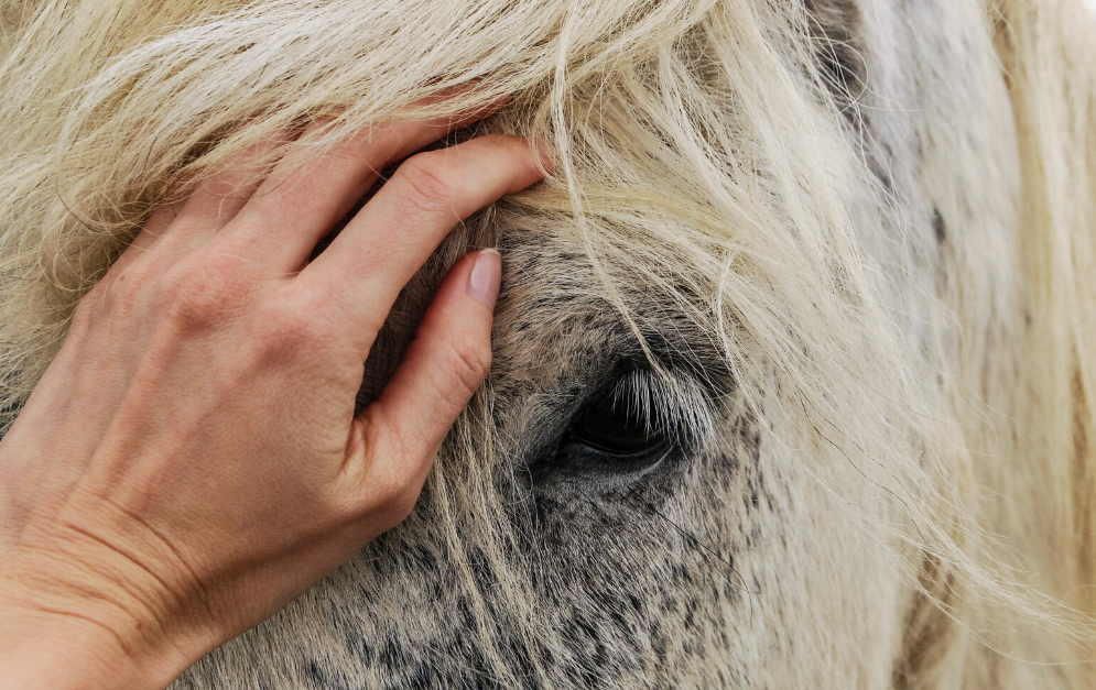 Darf ich noch zu meinem Pferd? Oder ausreiten? Was tun, wenn ich Ausgangssperre habe? Das und mehr Fragen beantworten wir dir in diesem Artikel.