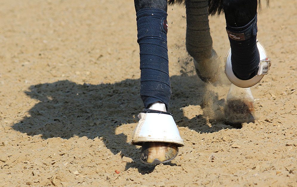 Reitübung Übergang im Durchgang: Bei dieser Reitübung kannst du alle möglichen Übergänge üben. Die Hinterhand des Pferdes wird aktiviert und die Durchlässigkeit des Pferdes sukzessiv gesteigert.