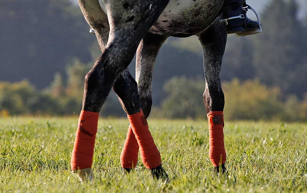 Unsere Reitübung - Hinterhand verschieben: Mit dieser Reitübung kannst du u.a. den Schritt deines Pferdes verbessern.