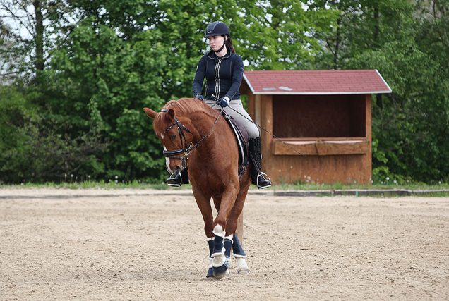 In dieser Reitübung gymnastizieren und trainieren wir das Pferd mit Hilfe von Schulterherein und Traversale kombiniert in einer Übung.