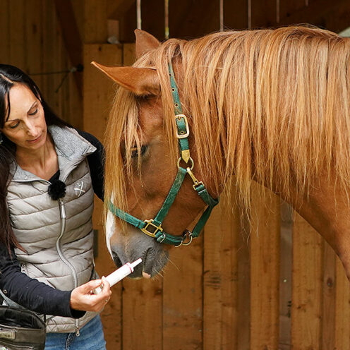 Zappelt dein Pferd beim Hufschmied? Wehrt es sich gegen die Wurmkur und kriegt schon beim Anblick des Tierarztes Schnappatmung? Dann bist du hier richtig! Jana Ebinger, Expertin für Positive Verstärkung und Clickertraining, hat Tipps für dich, wie du diese Situationen üben kannst. Trauma? Muss nicht sein Zunächst einmal eine gute Nachricht: Nur weil dein Pferd nicht stillsteht heißt das nicht immer, dass es einmal eine traumatische Erfahrung gemacht hat. Pferde lernen oft durch Situationen, die wir ganz anders wahrnehmen. Wir Menschen wissen, dass eine Wurmkur nicht schlimm ist und sind dementsprechend schnell genervt davon, wenn unser Pferd sie nicht gleich nehmen will. Oft wird die Situation noch angespannter, weil wir das Pferd fixieren und schon in Erwartung sind dass es sich wehren wird. Unsere Körpersprache verspricht dadurch eins: Gleich wird was Schlimmes passieren. Das Pferd ist schon unruhig, wir packen blitzschnell zu und drücken die Wurmkur ins Maul. Beim nächsten Mal wird’s natürlich noch schlimmer und das Ganze steigert sich immer weiter. Durchbrechen kann man diesen Teufelskreis nur, indem man dem Pferd die Aufgabe neu erklärt und mit etwas Positivem verknüpft. Oft ist es nicht die Aufgabe an sich, die das Pferd nicht ertragen kann, sondern es hat diese einfach nicht verstanden und ist dann überfordert. Medical Training mit Positiver Verstärkung wird vor allem in Zoos praktiziert - Wildtiere würden, im Gegensatz zu unseren domestizierten Haustieren, Behandlungen nicht unter Zwang oder Druck tolerieren. Deshalb geht man einen anderen Weg, den wir auch auf unsere Pferde anwenden können. Wenn du mehr zu Positiver Verstärkung wissen möchtest, lies am besten hier (LINK) nach. Dort haben wir dir die grundlegenden Infos aufbereitet. Weniger Stress bei der Hufbearbeitung Jana Ebinger zeigt mit ihrem jungen Berber Ben die einzelnen Trainingsschritte und erklärt dir, worauf du beim Üben achten musst.